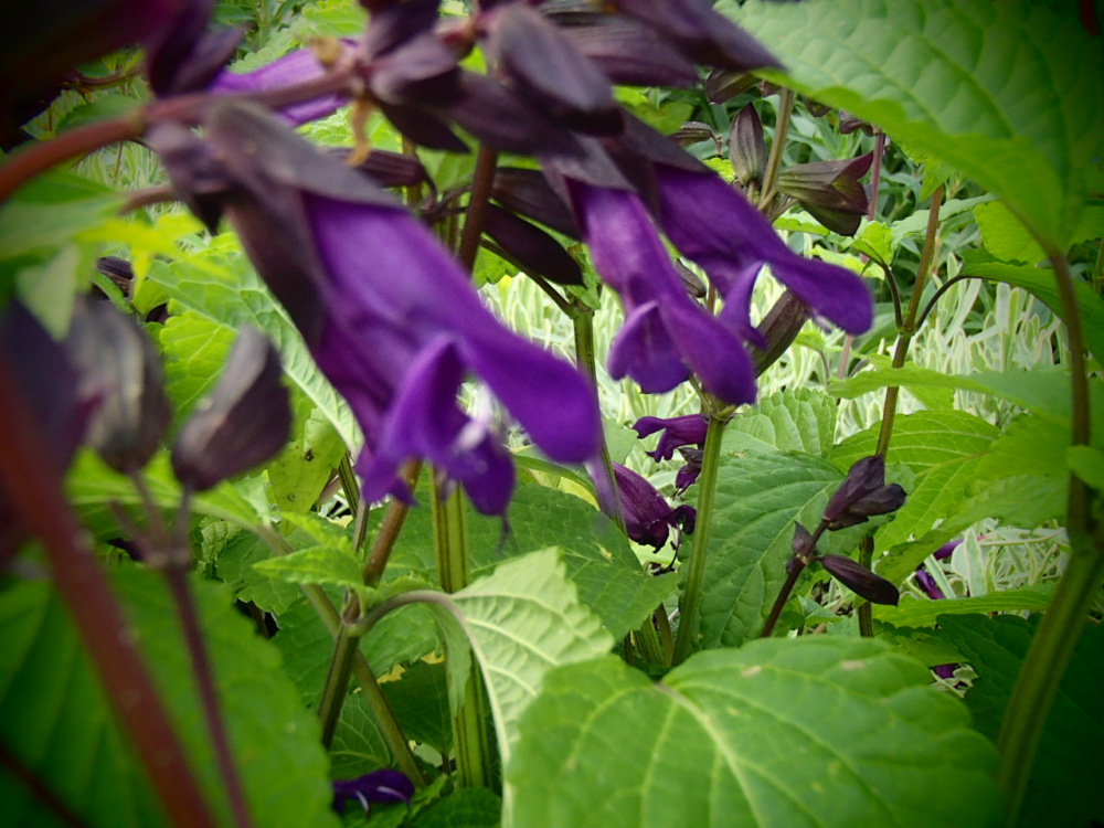 S063 / Salvia glabrescens
