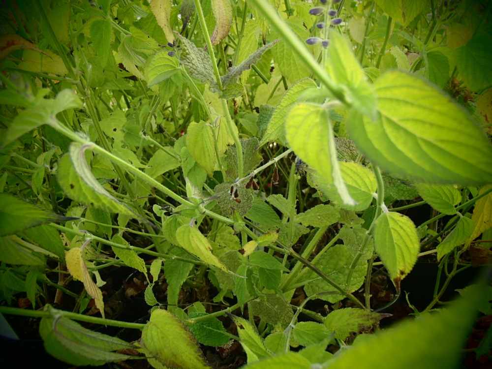 S080-4 / Salvia misella