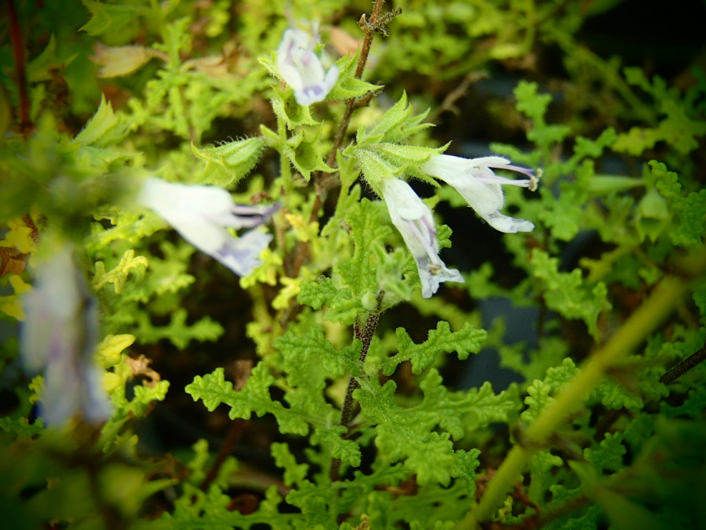 S081-1 / Salvia namaensis