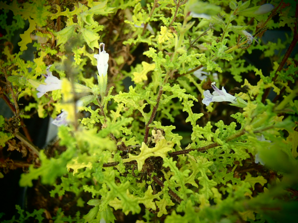 S081-1 / Salvia namaensis