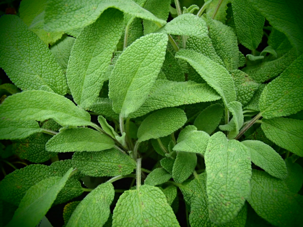 S091 / Salvia officinalis 'Growers Friend'