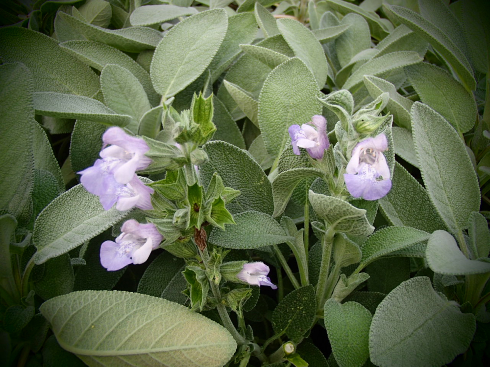 S095 / Salvia officinalis 'Maxima'