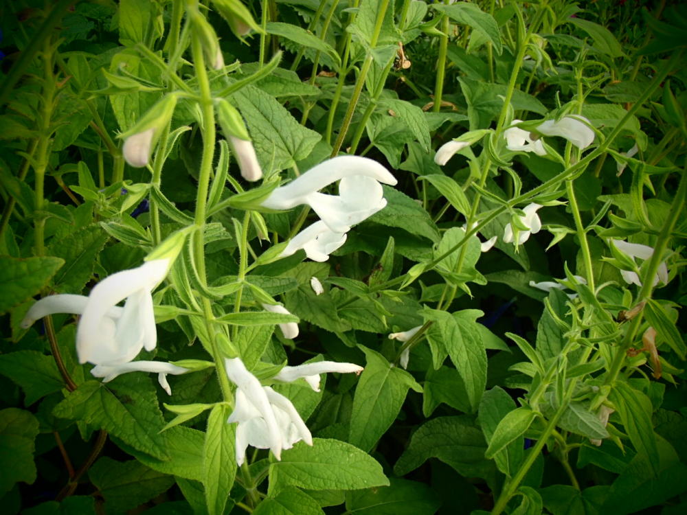 S103-4 / Salvia patens 'White Trophy'