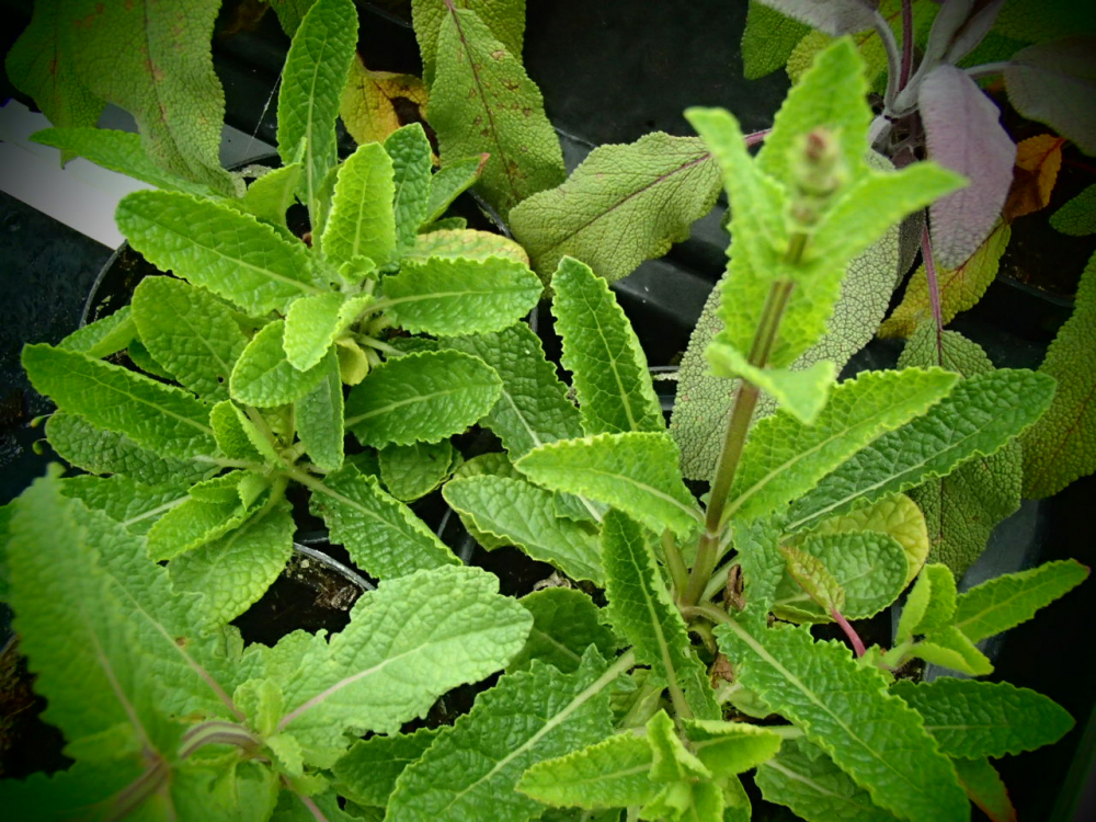 S108 / Salvia repens