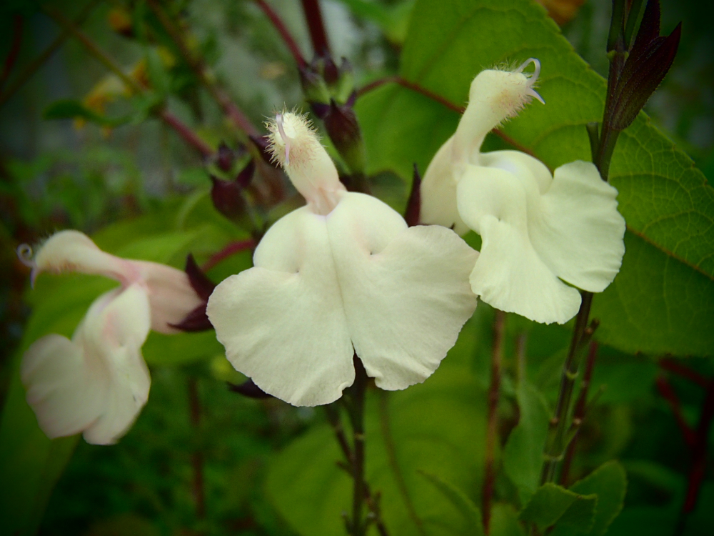 S133 Salvia 'White Butterfly'