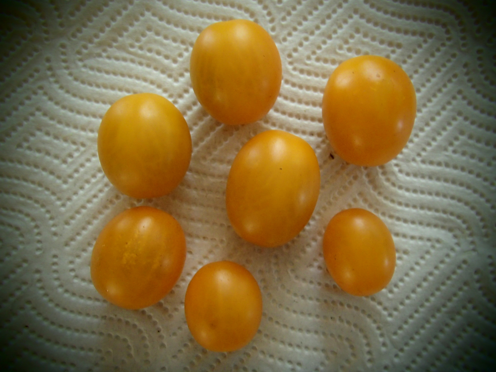 Bild zu Wildtomate