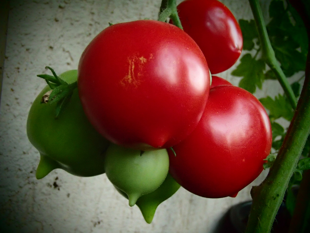 Bild zu Stabtomate