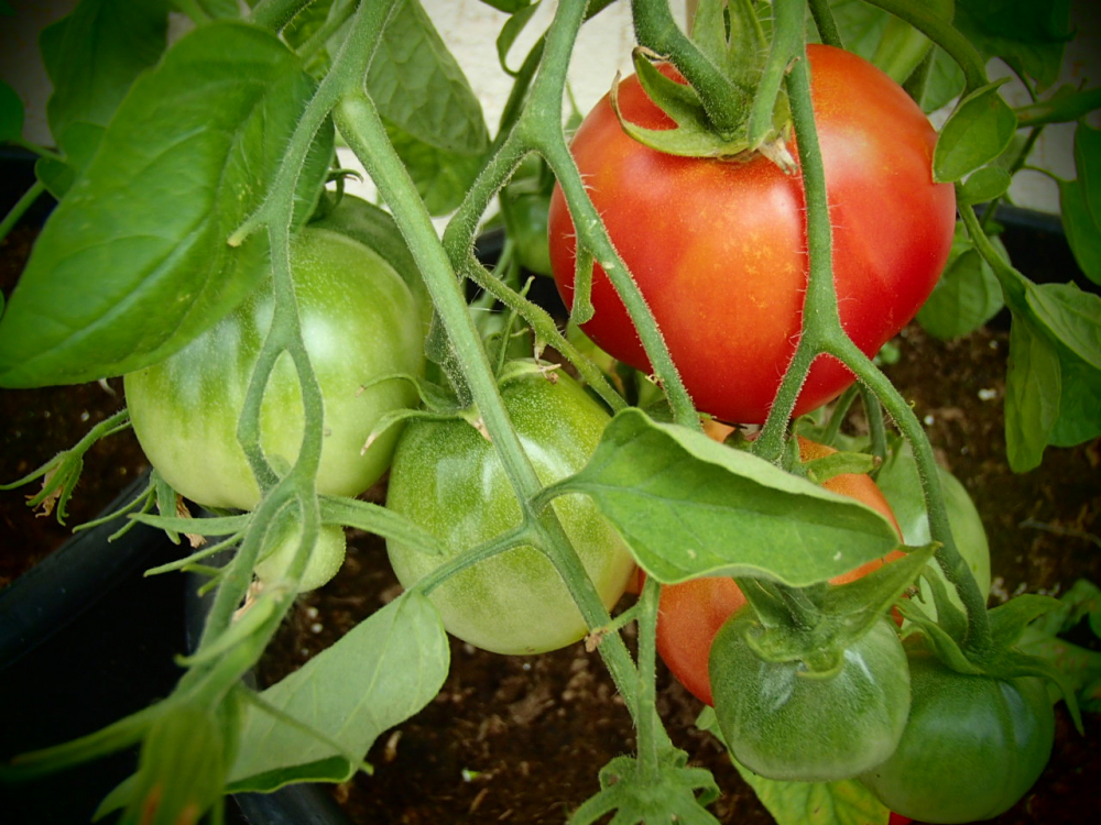 Bild zu Stabtomate