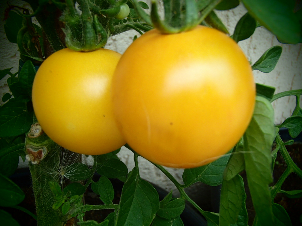 Bild zu Stabtomate