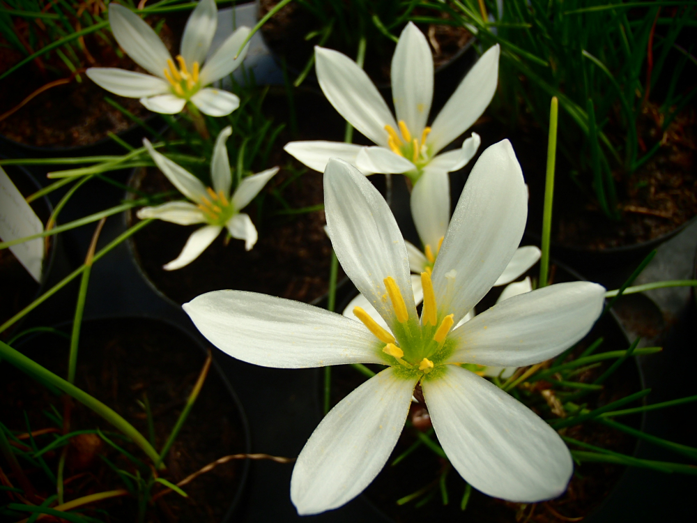26315 / Zephyranthes candida