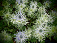 00120 / Eryngium zabelii 'Big Blue'