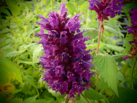 00740 / Agastache 'Blue Boa'