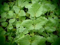00814 / Apium nodiflorum