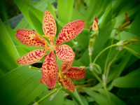 00920 / Belamcanda chinensis