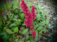 00921 / Bistorta affinis 'Darjeeling Red'