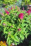 10002 / Buddleja davidii-Butterfly Candy 'Little Ruby'