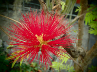10072 / Calliandra tweedii