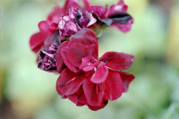 G308-1 / Pelargonium Rio Grande