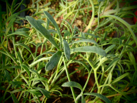 11330-1 / Crithmum maritimum