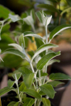 S055 / Salvia discolor