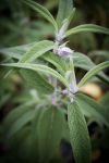 S076 / Salvia leucantha