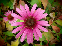 13012 / Echinacea purpurea