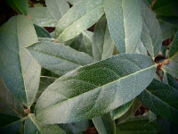 13081 / Elaeagnus umbellata Pointilla 'Amoroso'