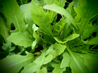 13213-1 / Eruca selvatica 'Diplotaxis tenuifolia'