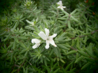 13213 / Westringia fruticosa