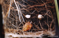 11480 / Cyperus esculentus