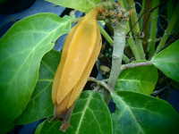 16360 / Juanulloa aurantiaca syn. J. mexicana