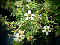 17621 / Leptospermum scoparium