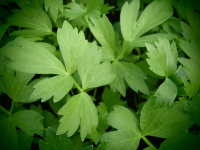 17710 / Levisticum officinale