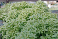 20053 / Ocimum minimum