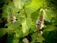 18713 / Mentha x piperita var.piperita 'Proserpina'