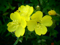 20284-1 / Oenothera tetragona 'Fyrverkeri' (Feuerwerk)