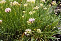 7610 / Allium angulosum