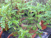 26362 / Zanthoxylum piperitum