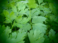 21242 / Petroselinum crispum var. neapolitanum