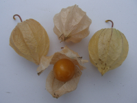 21710-1 / Physalis peruviana