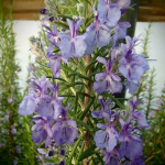 22102 / Rosmarinus officinalis 'Blaulippe'