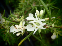 22107 / Rosmarinus officinalis 'Blanc des Calanques'