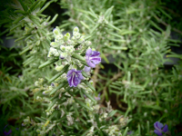 22171 / Rosmarinus officinalis 'Monaco'