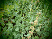 22263 / Rumex scutatus