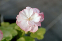 G309-3 / Pelargonium Swainham Spring