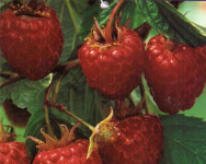 22247 / Rubus idaeus Malling Promise