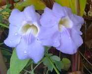 25234 / Thunbergia grandiflora