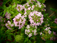 25300-1 / Thymus longicaulus ssp. odoratus