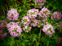 25300 / Thymus longifolius