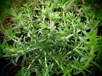 25355 / Thymus zygis